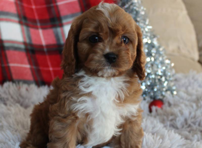 Best Canyon Country California Cavapoo Puppy Breeder